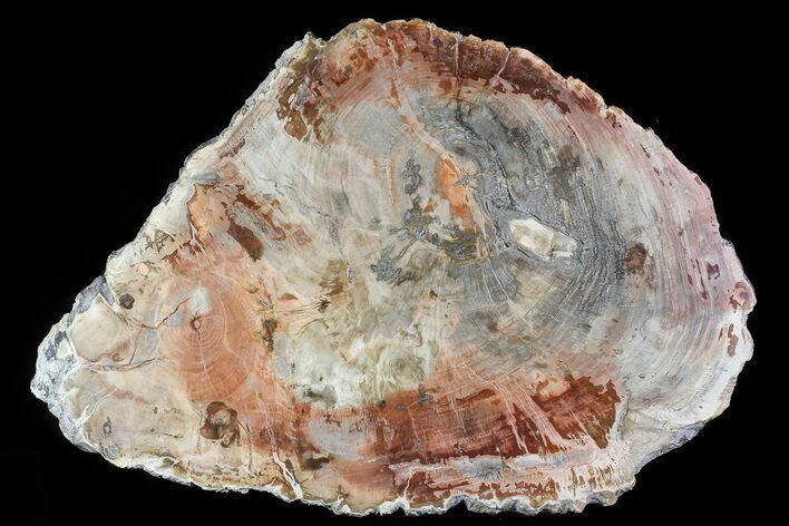 Colorful Petrified Wood (Araucaria) Slab - Madagascar #81340